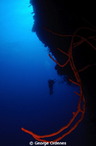 Diver and whip coral on Bloody Bay Wall Little Cayman
D3... by George Ordenes 